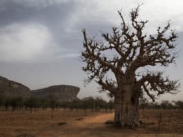 Les défis d’une approche sensible à l’environnement dans le maintien de la paix
