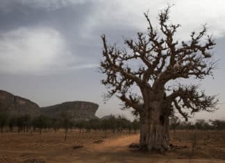 Les défis d’une approche sensible à l’environnement dans le maintien de la paix